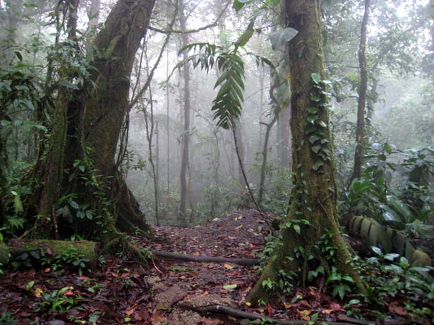 mist in the cloud forest