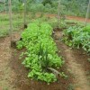 sustainable gardens at OMV using permaculture principles 1